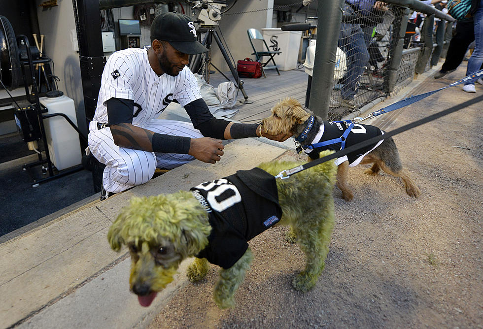 The White Sox Want Your Dog