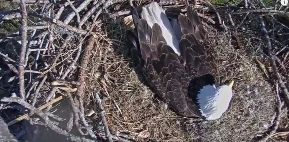 Watch Baby Bald Eagles Hatch From Eggs LIVE
