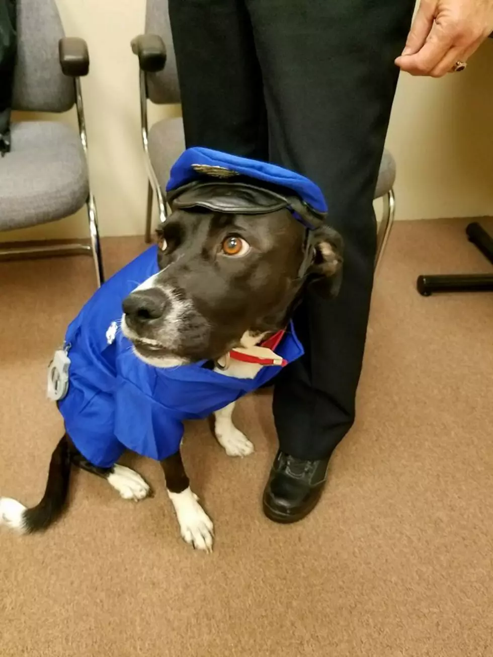 Halloween in Rock Falls is for the Dogs