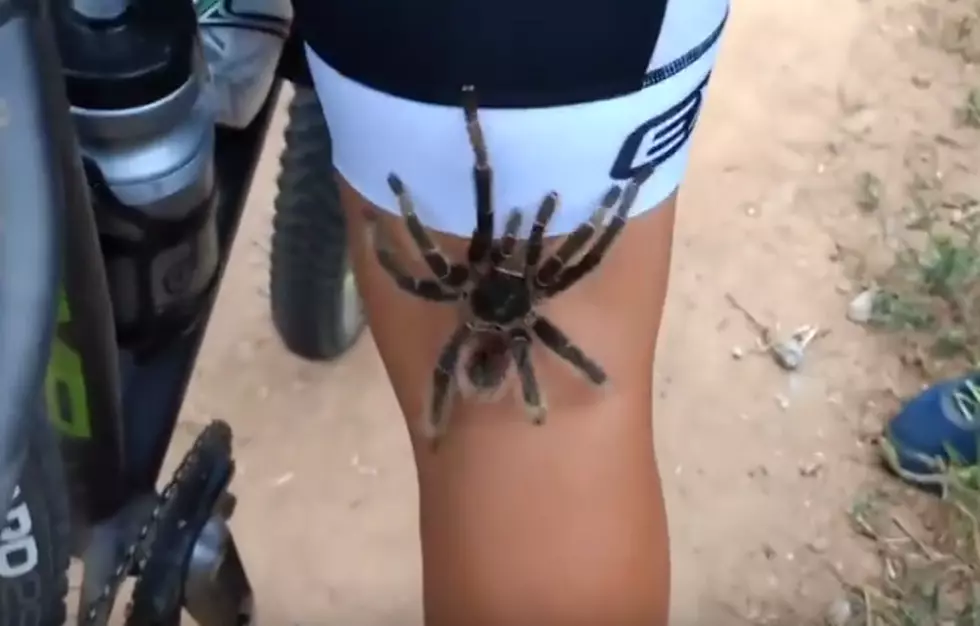 Tarantulas Like Bikers