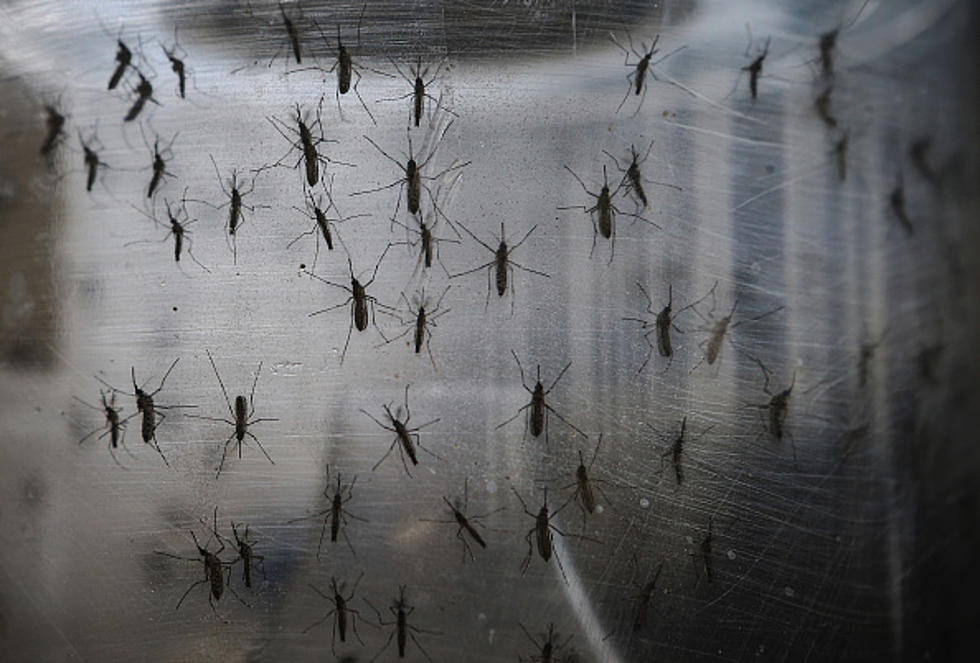 Mosquitoes Testing Positive for West Nile Found in Illinois