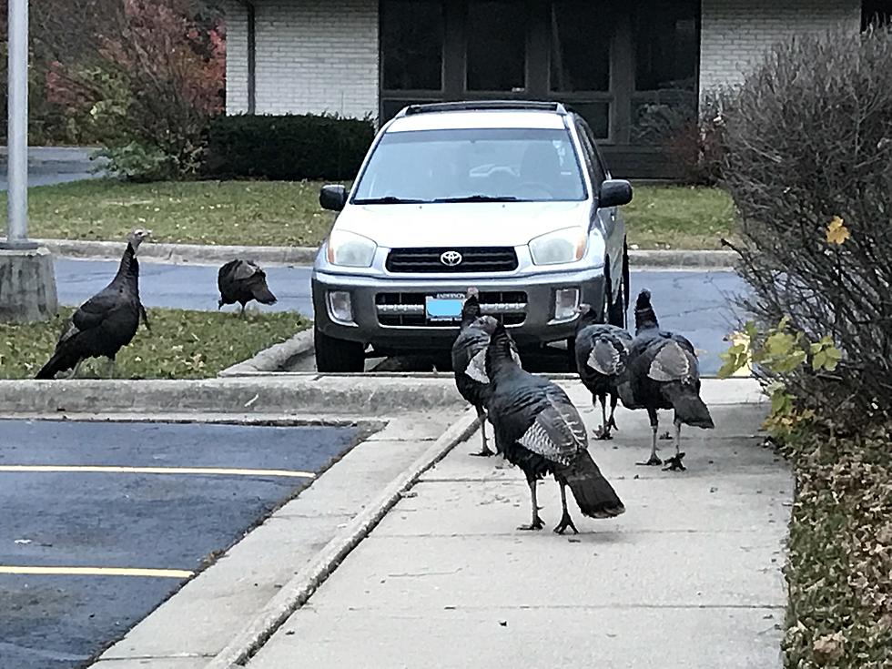 Scientists Discover How To Make Fuel Out Of Turkey Poop