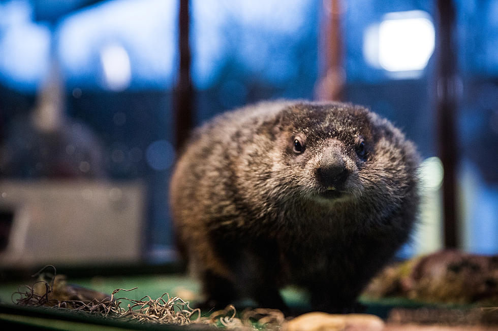 Celebrate Groundhog Day At Movie Sight In Illinois