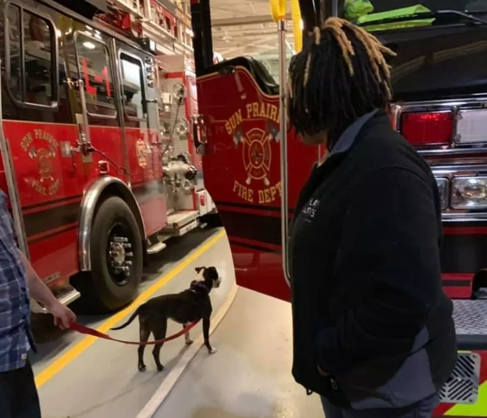 A Madison Fire Station Adopts a Rockford Dog For Their Firehouse