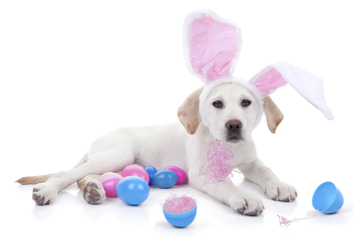 Free Easter Bunny Pet Photos This Weekend At Rockford PetSmart