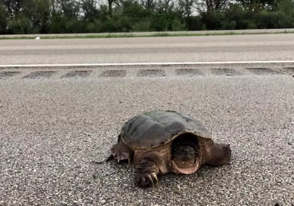 Illinois Police Rescue Huge Turtle From Middle Of Highway