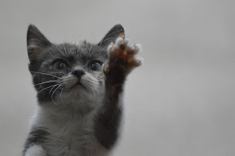 The Cat That Caused a Motorcycle Crash on T.V. Better Than Broom Thing (Video)