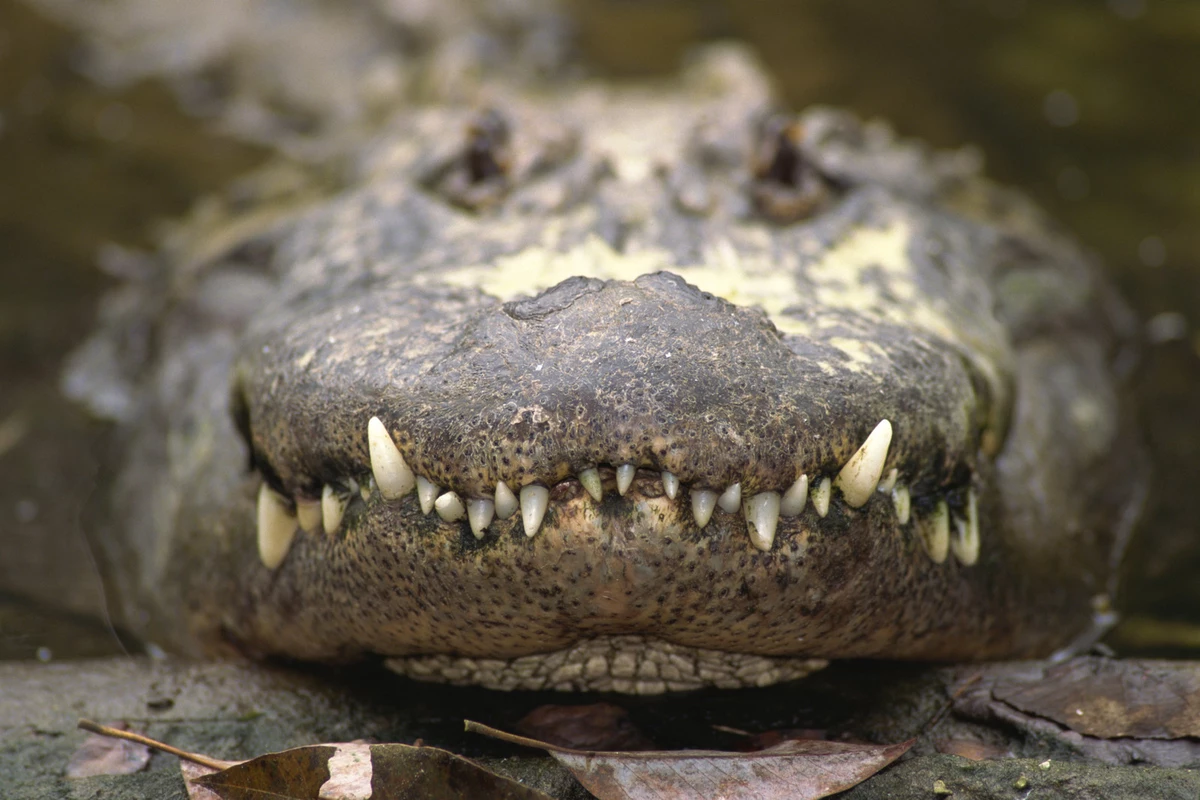 Крокодил в ФАС
