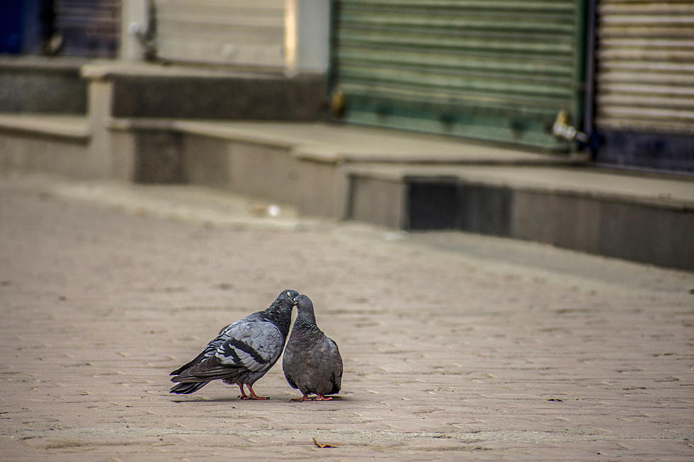 Pigeons Using Chicago Train Station As Their Own Private Restroom