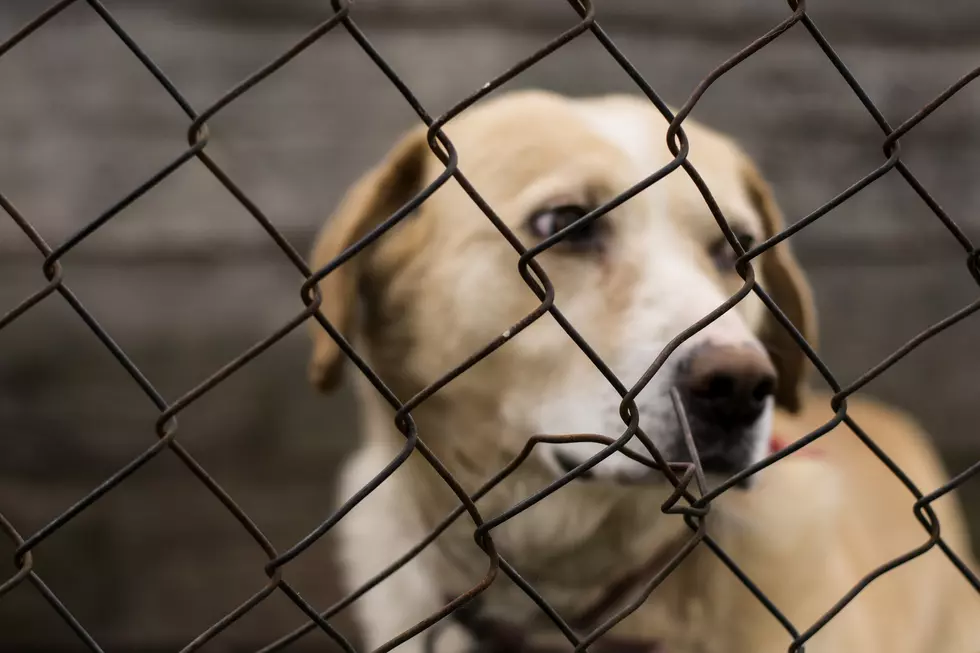 Unadoptable Dogs And Inmates Teamed Together At Wisconsin Jail