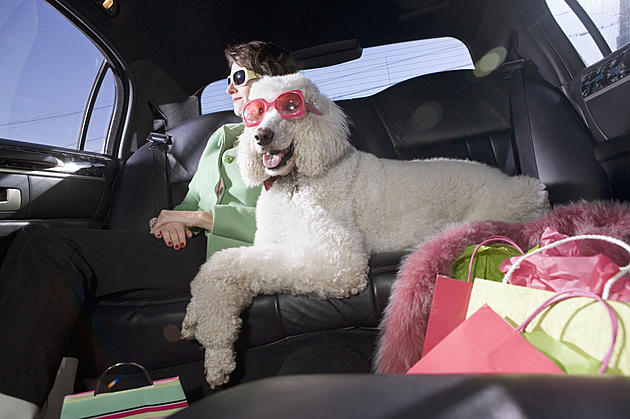 Illinois Uber Drivers Now Allow Pets For An Extra Fee