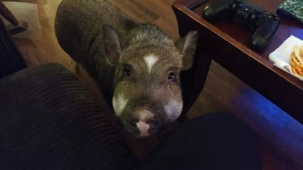 Cherry Valley Family Could be Fined $500 a Week For Pet Pig (Petition)