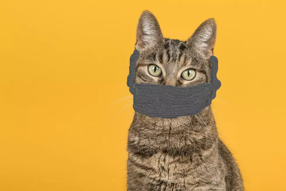 Cats Wearing Medical Masks Is The Latest Trend On Social Media