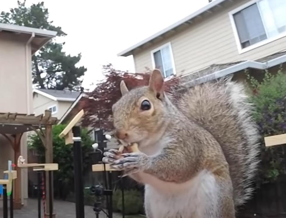 NASA Engineer Builds Squirrel Proof Bird Feeder (Video)