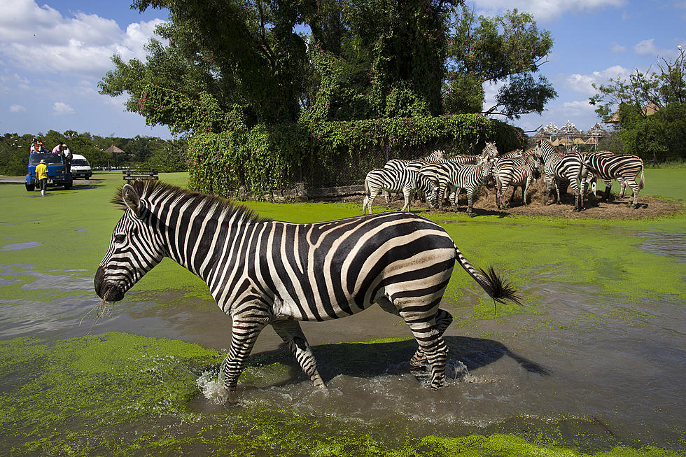 Milwaukee County Zoo Re-Opening This Saturday (Details)