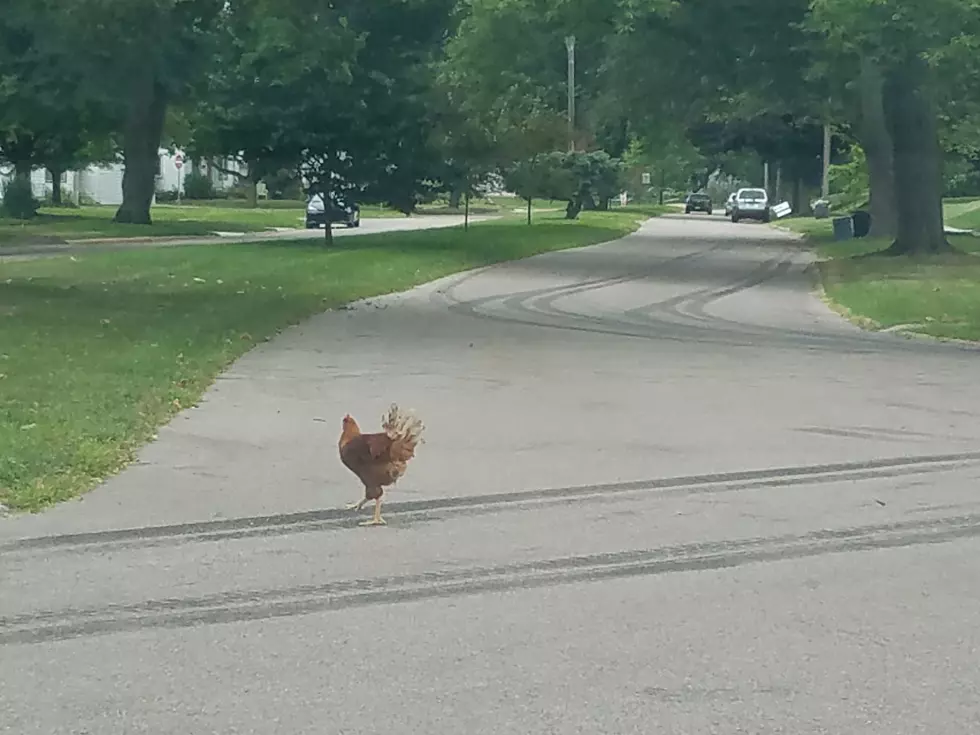 Live Chicken in Wisconsin Man&#8217;s Car, When He Received DUI