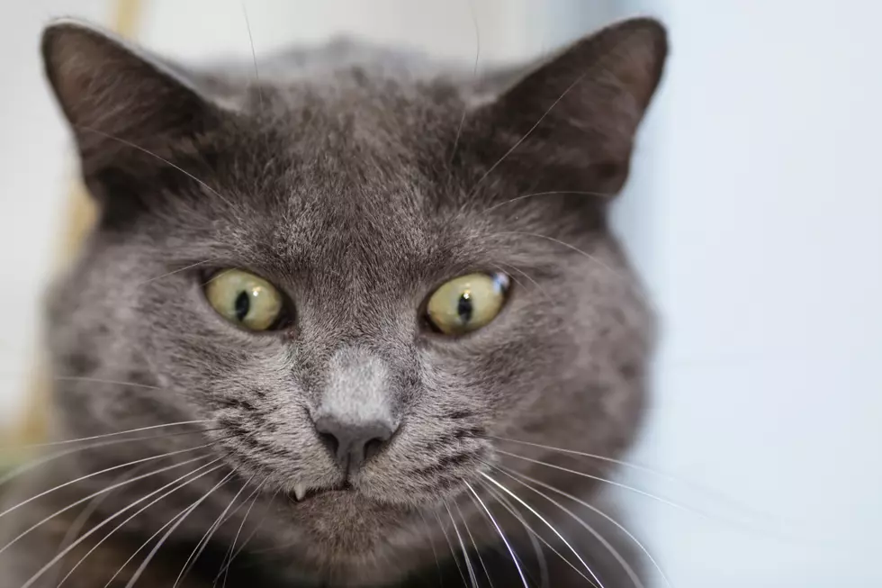 Wisconsin Boy Recused After Getting Head Stuck in Cat Scratching Post