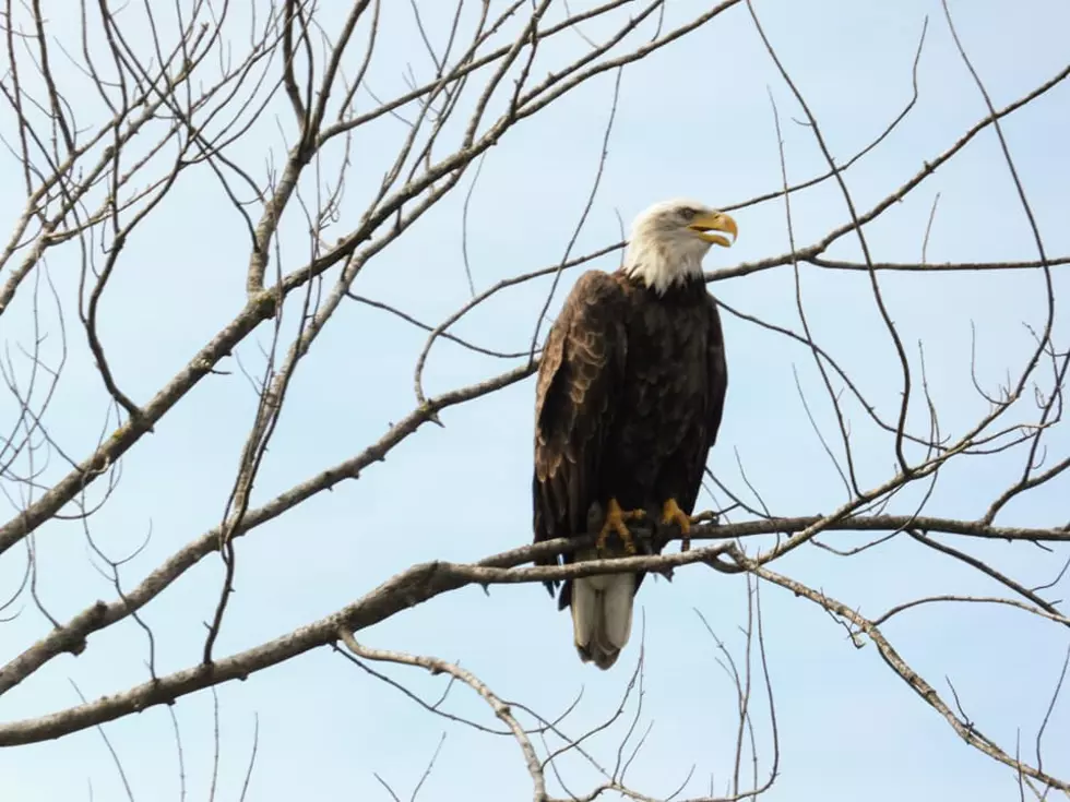 The Eagle is Everywhere! Through Belvidere Eyes (Photo Gallery)