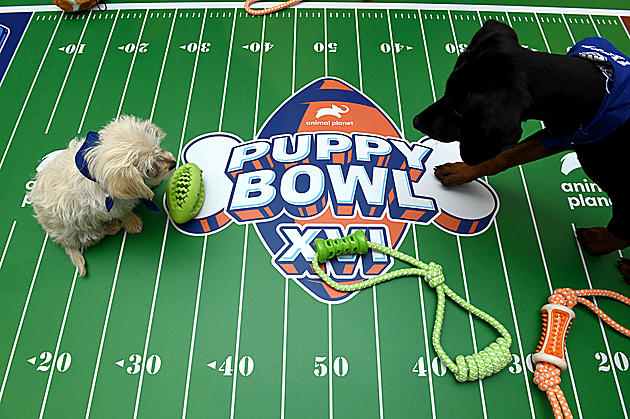 Illinois Dog To Participate In Puppy Bowl This Sunday