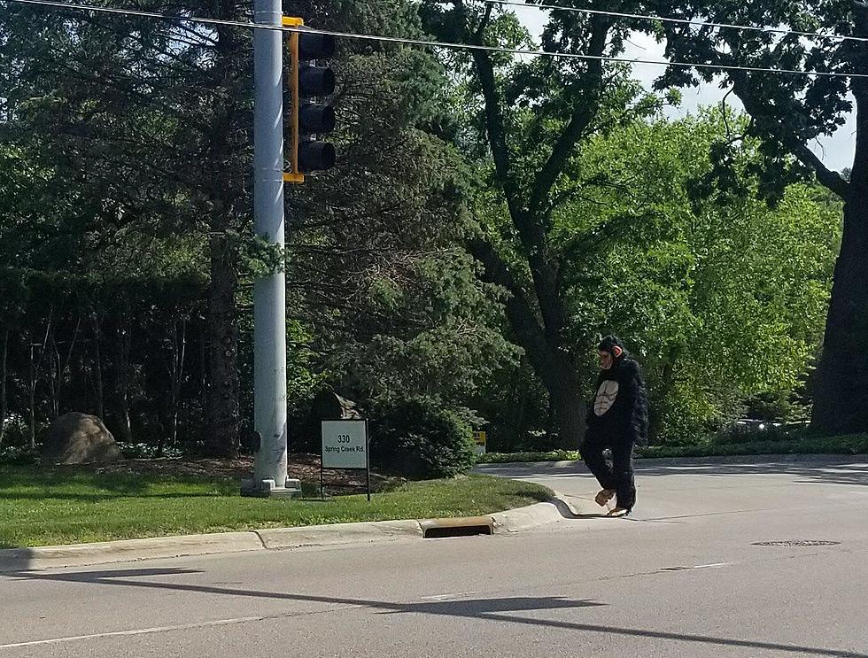 6 Foot Lost and Disoriented Gorilla Spotted on Spring Creek in Rockford