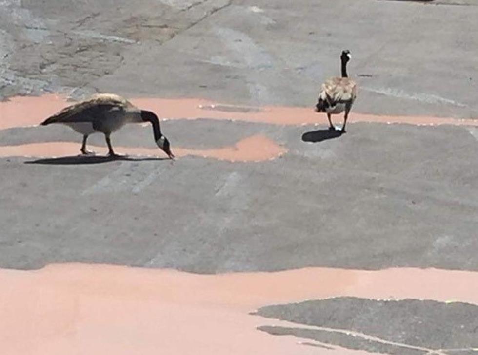 Geese In Belvidere Love To Eat Ice Cream Everyday