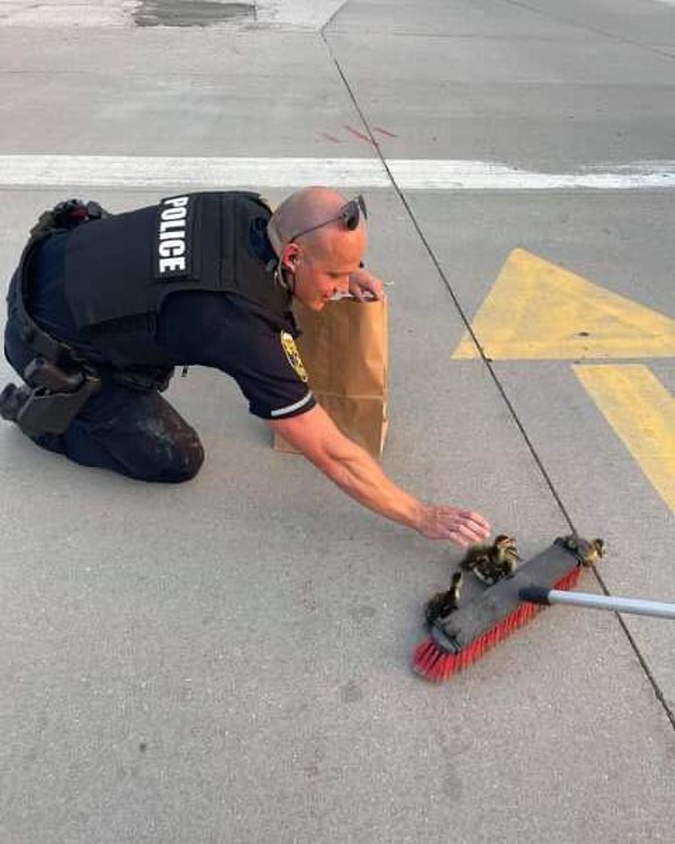 Illinois Police Officer Rescues Family of Ducks, All Together&#8230;Awww!