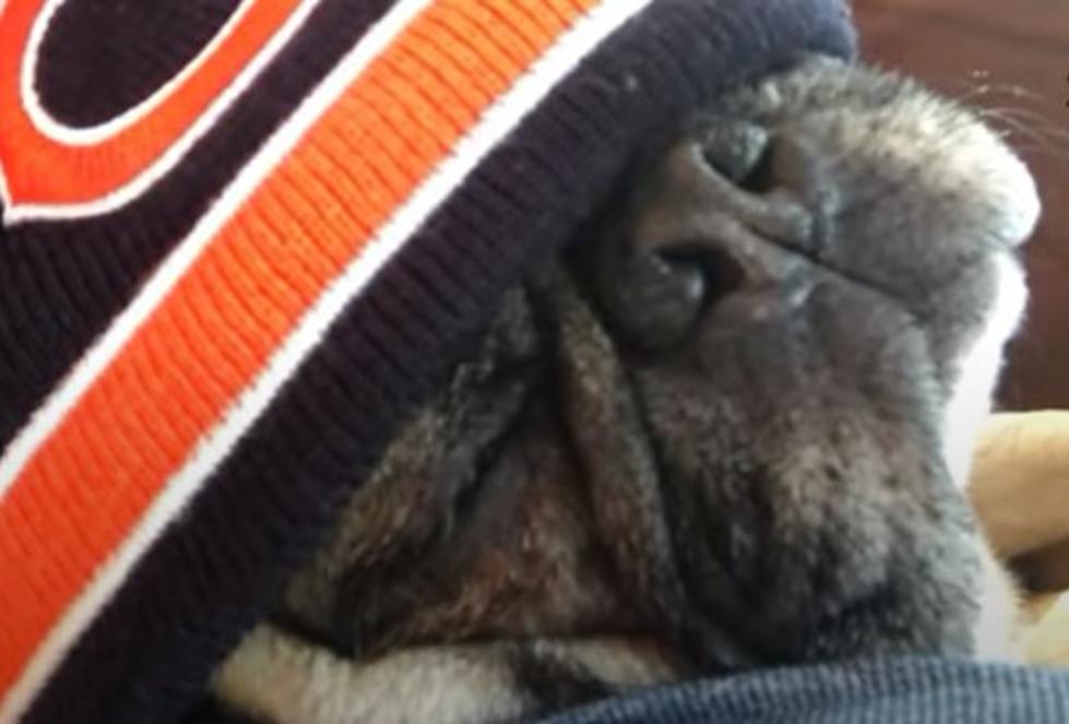 Exclusive Chicago Bears Fan Club For Dogs Only In Illinois