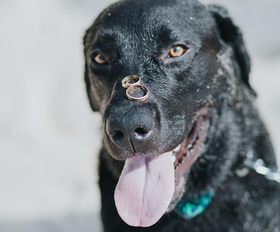 This Is No Joke, Illinois To Host World’s Largest Doggy Wedding