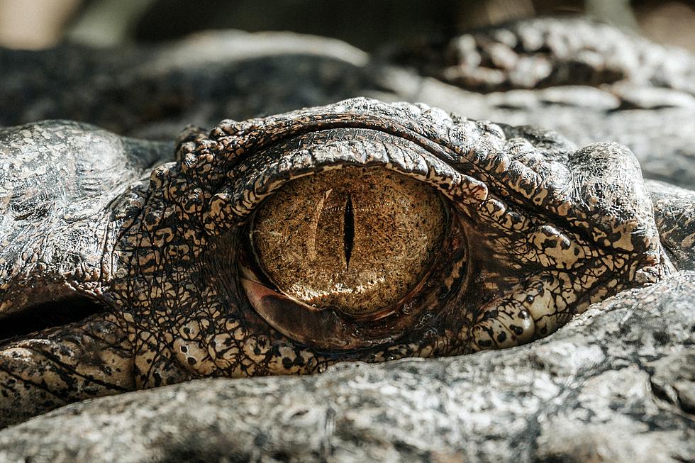 Chicago Illinois Woman Leaves an Alligator at O&#8217;Hare, Charged With Cruelty