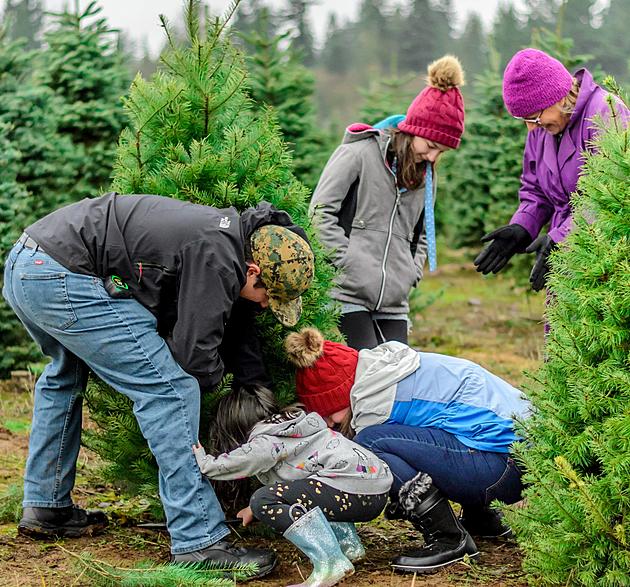 Top 5 Places To Cut Down Your Own Christmas Tree In Illinois