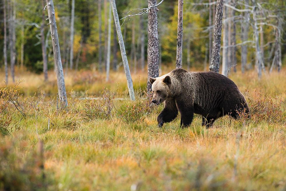 One Of A Kind Video Of Bear Sighting In Wisconsin