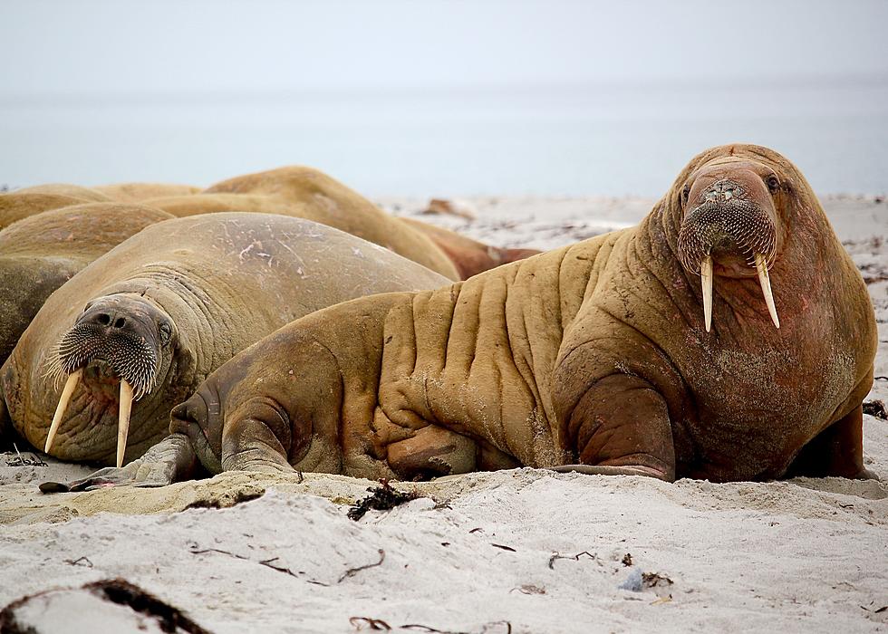 New Illinois Law in 2022, no Importing Walrus Parts. What!?!