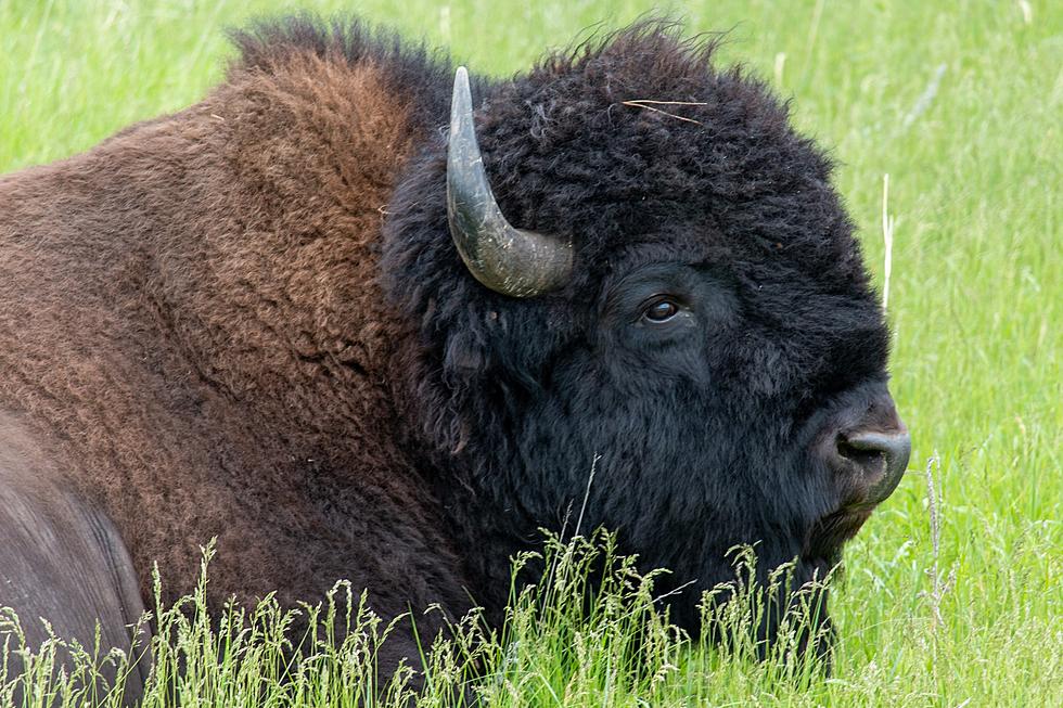 One Of A Kind Photo Of Real Life Buffalo Sighting In Illinois