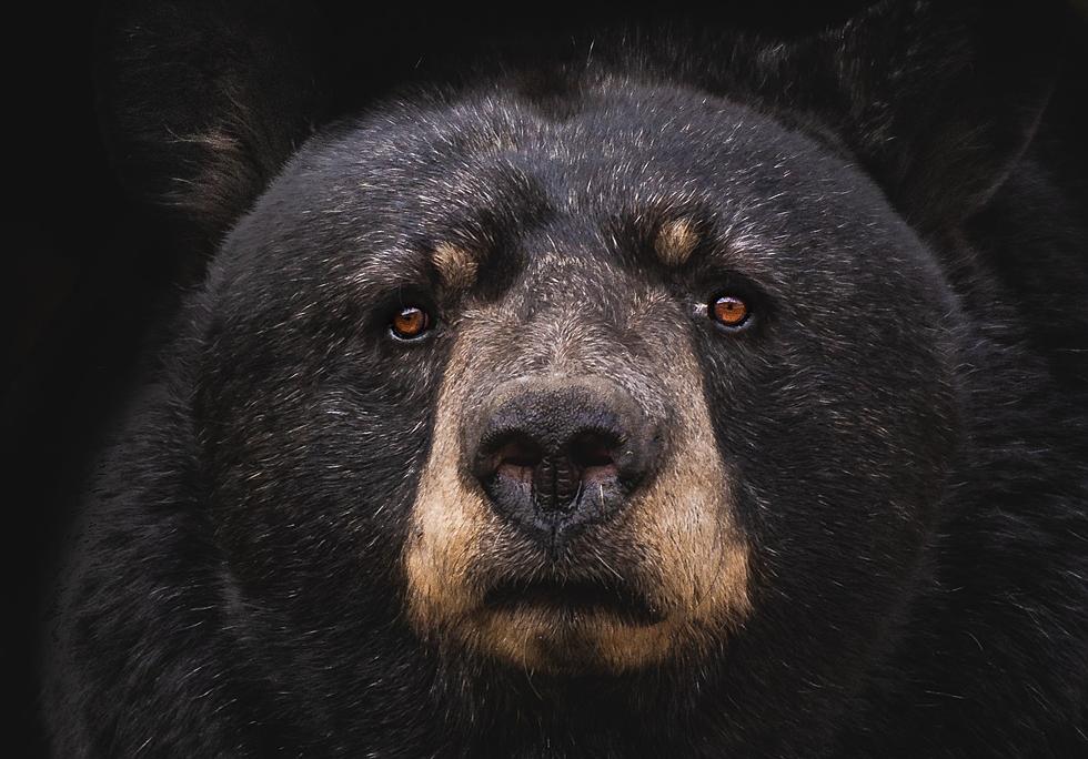 Wisconsin Deer Hunter Bit on Backside By Bear, That Climbed Tree to Get Him!