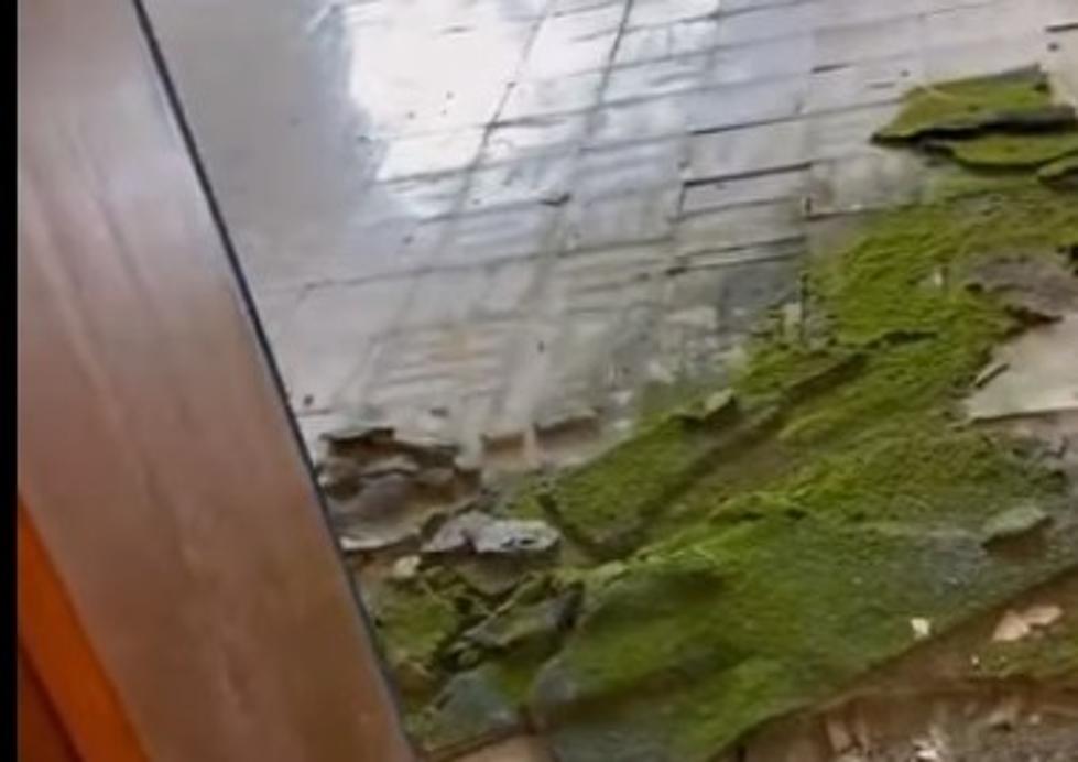 Gross, Moss Filled Abandoned Elementary School in Illinois (Video Tour)