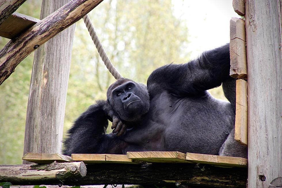 Teenage Gorilla At Popular Illinois Zoo Might Need To Be Grounded