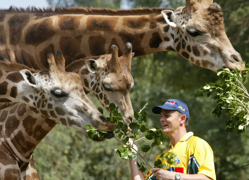 One-Of-A-Kind Opportunity To Feed Giraffes At This Illinois Zoo