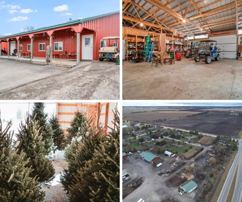 How Would You Like To Own A Christmas Tree Farm In Illinois?