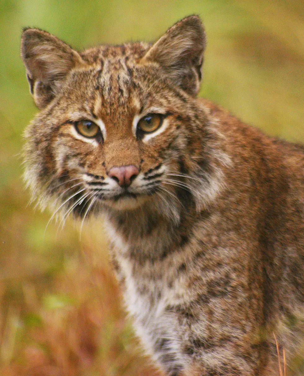 Southern Wisconsin Family Visited by a Bobcat in Backyard!