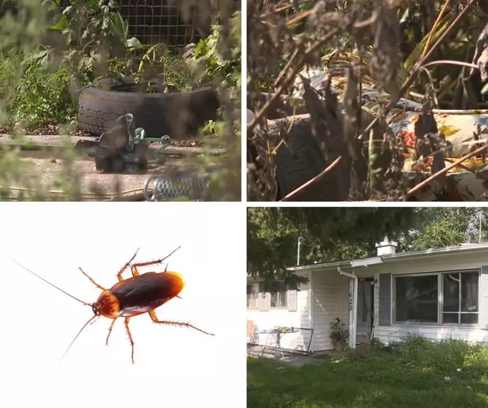 Gross Abandoned Illinois House Was Invaded By Thousands Of Bugs