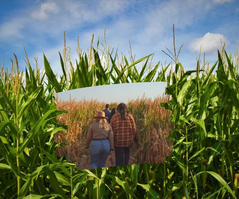 Big News Announced For World's Largest Corn Maze In Illinois