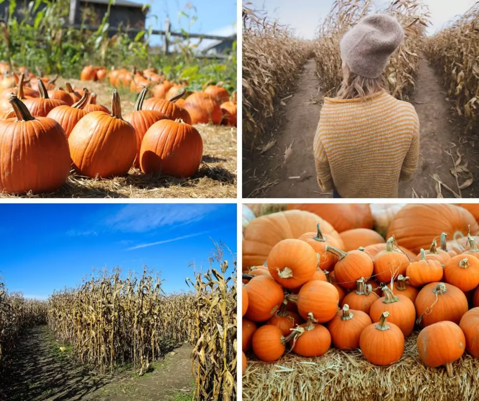 Exciting New Illinois Pumpkin Patch & Corn Maze Opens This Week