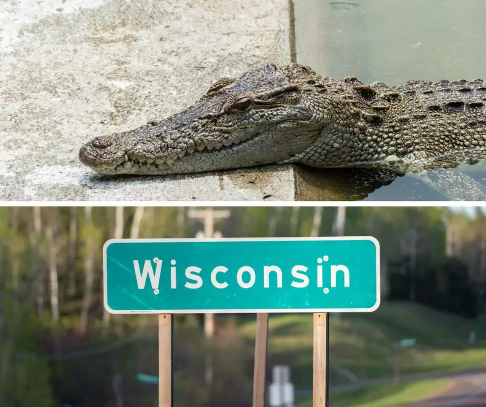 Remember When Alligators Kept Appearing in Wisconsin?