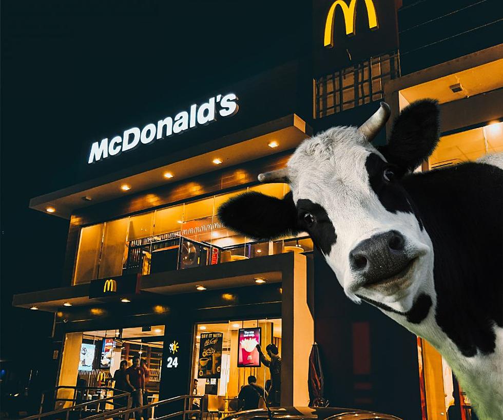 Wisconsin Woman Has a Cow in Her Car at McDonalds