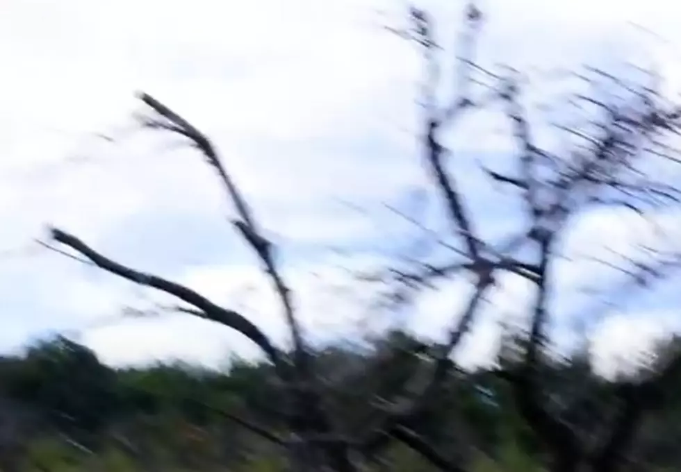 Abandoned Apple Orchard In Wisconsin