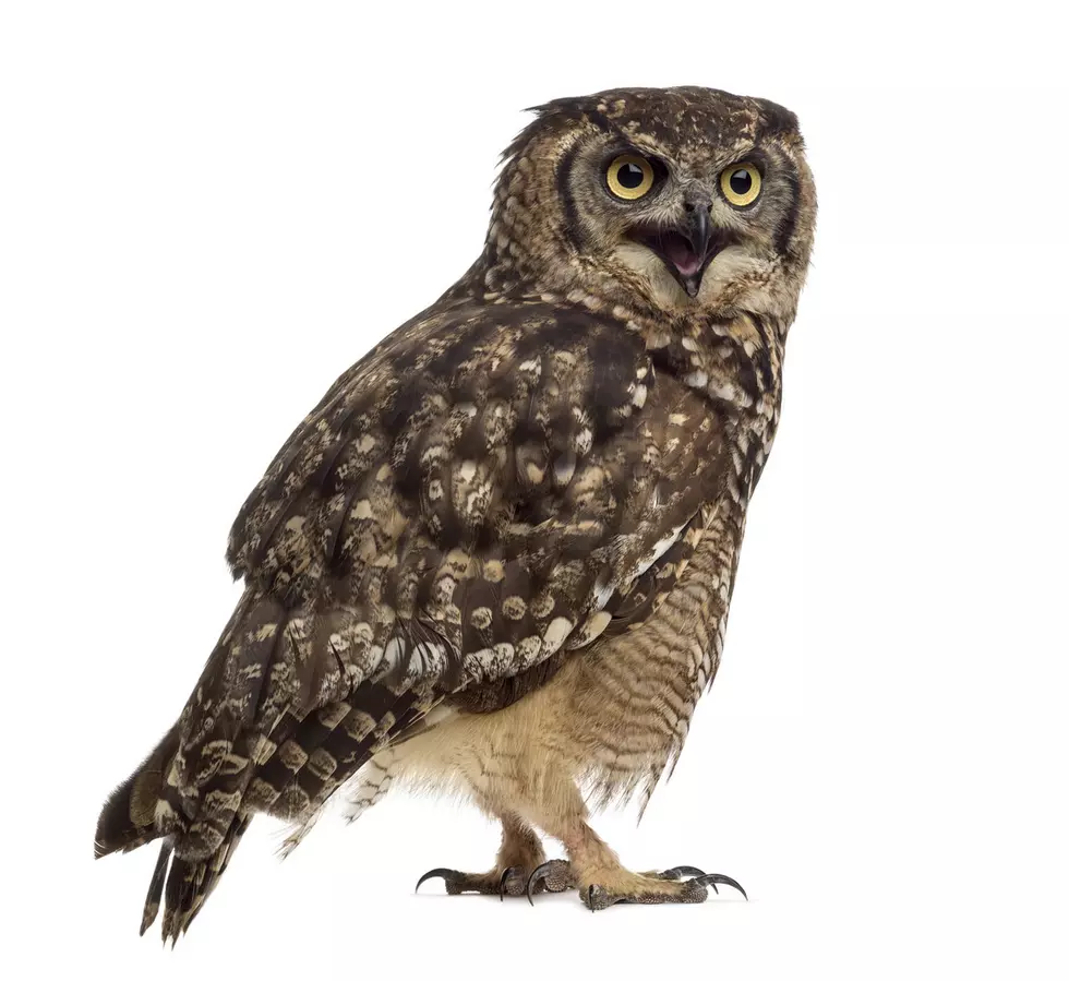 Spotted eagle-owl - Bubo africanus (4 years old) in front of a white background