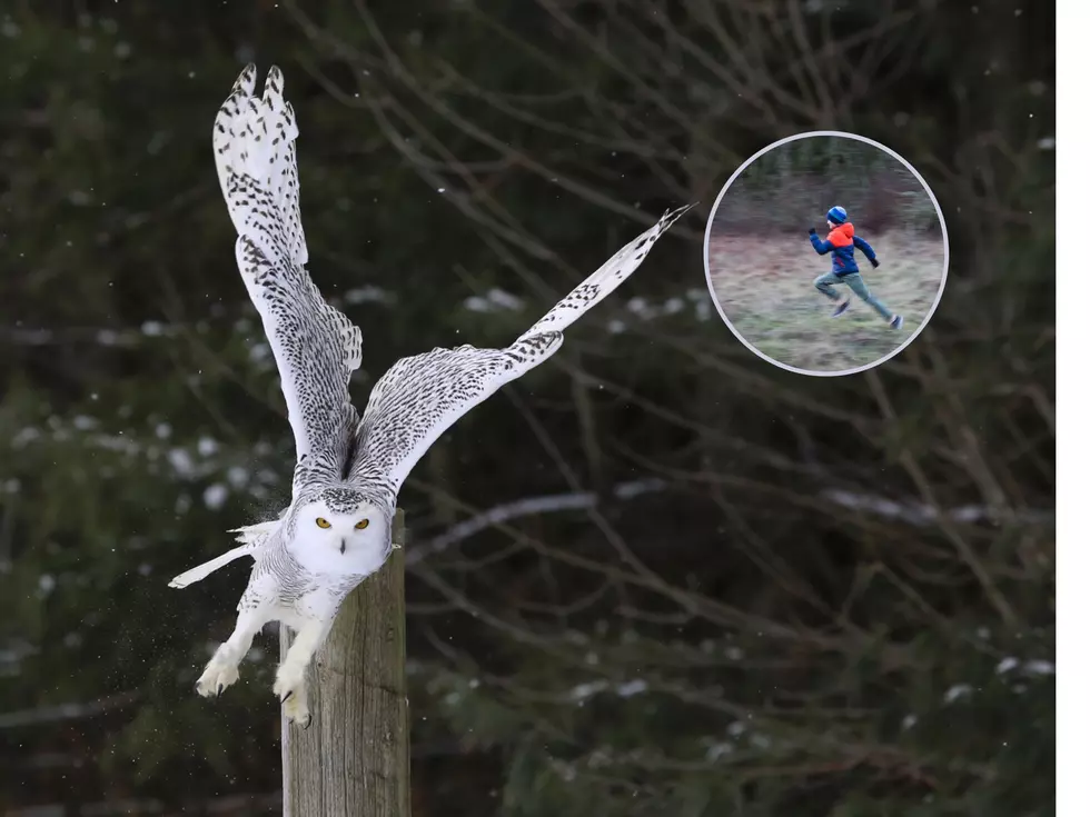Illinois Man Attacked By Owl While Jogging In Forest Preserve