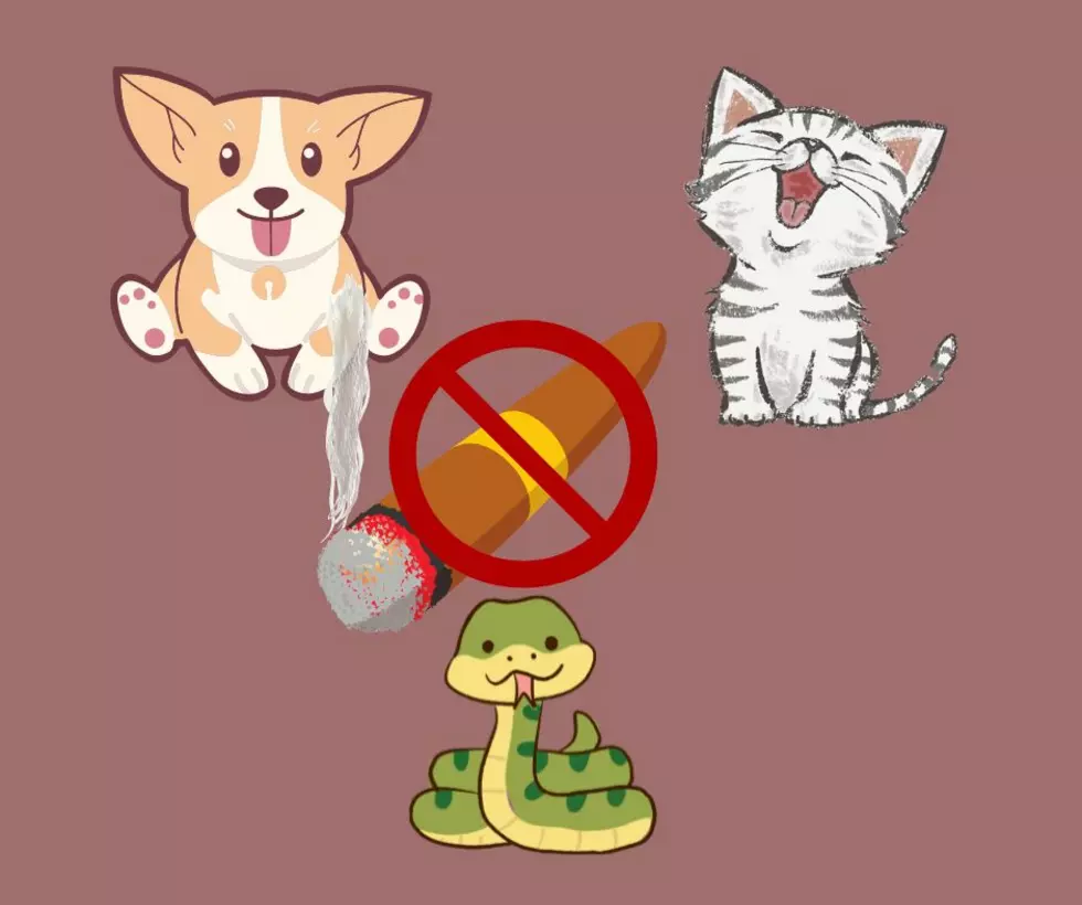 It’s Illegal in Illinois to Give a Lit Cigar to a Cat, Dog, or Ball Python