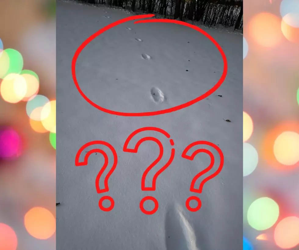 Mystery Animal Prints in a Snowy Rockton Backyard, Leave People Puzzled