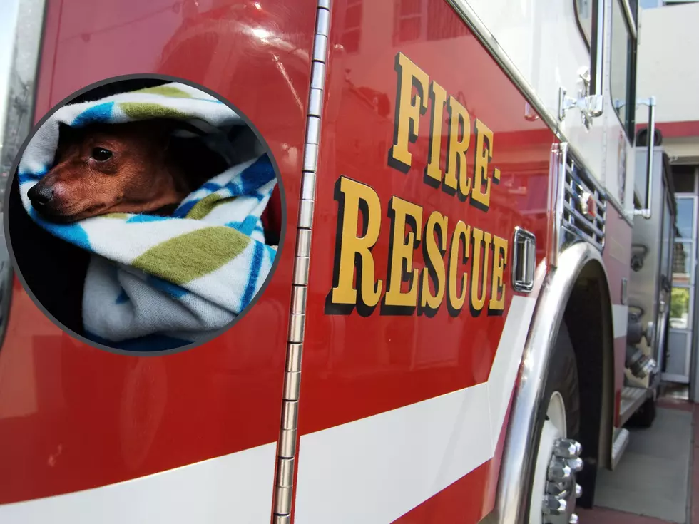 Illinois Dog Safe After Being Trapped Inside Construction Project